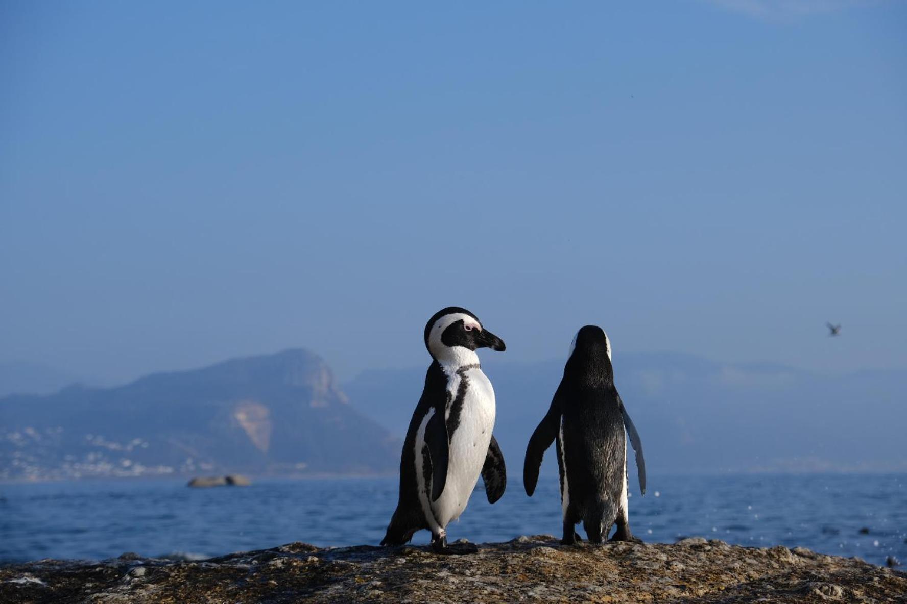 Penguin Haven . Luxury 2 Bedroom, Boulders Beach. Кейптаун Экстерьер фото