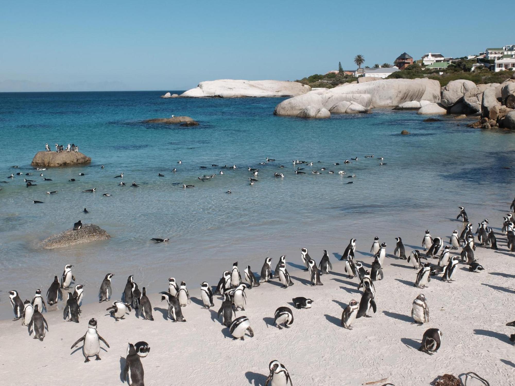 Penguin Haven . Luxury 2 Bedroom, Boulders Beach. Кейптаун Экстерьер фото