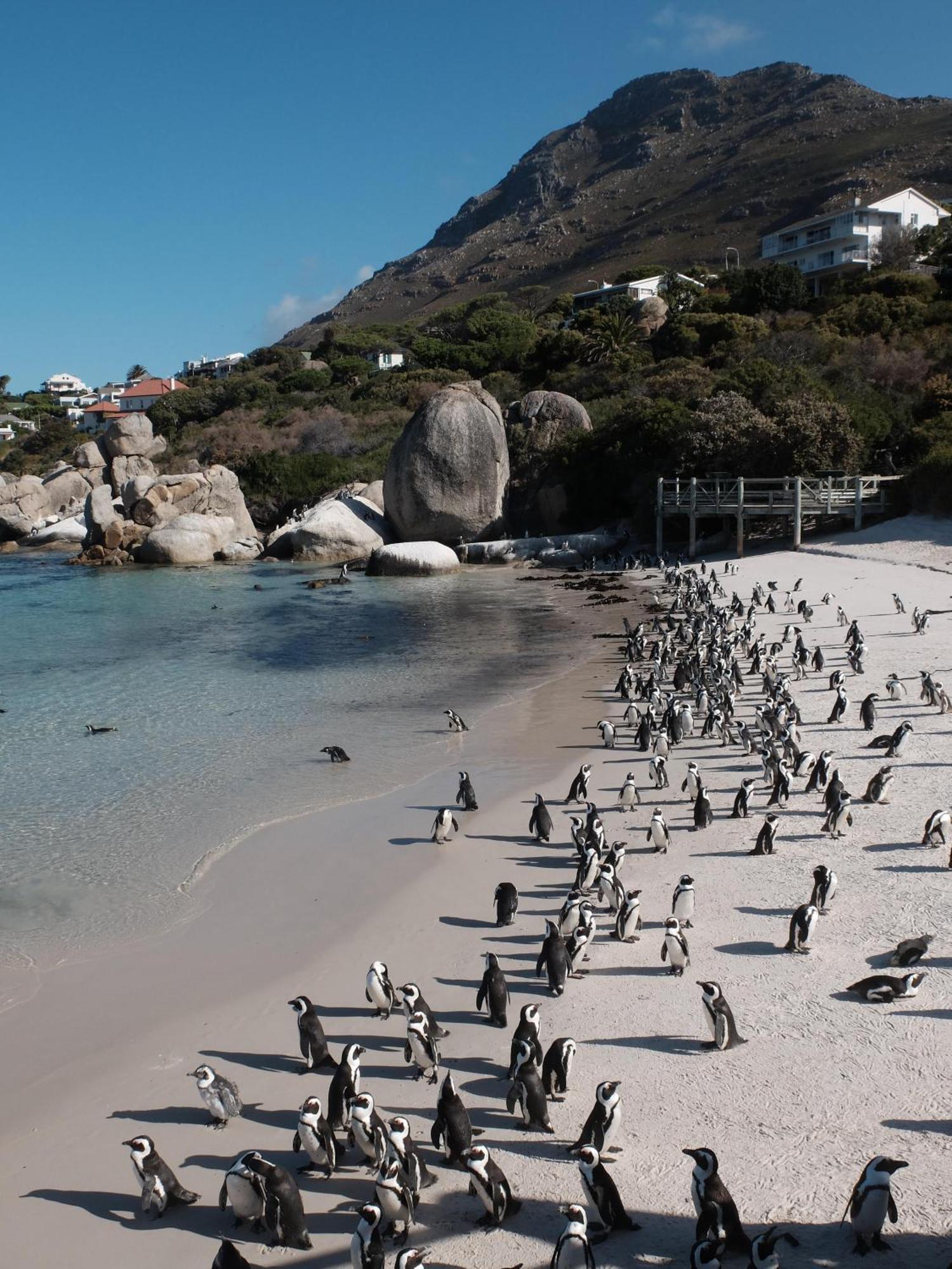 Penguin Haven . Luxury 2 Bedroom, Boulders Beach. Кейптаун Экстерьер фото